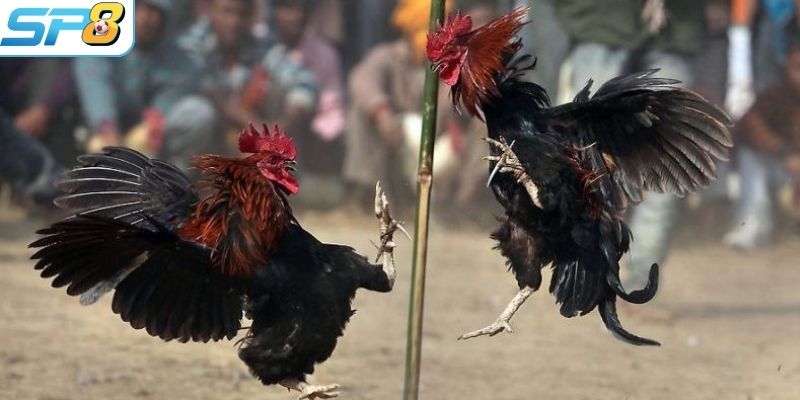 Bạn nên chú ý nhận diện chiến kê của đối phương