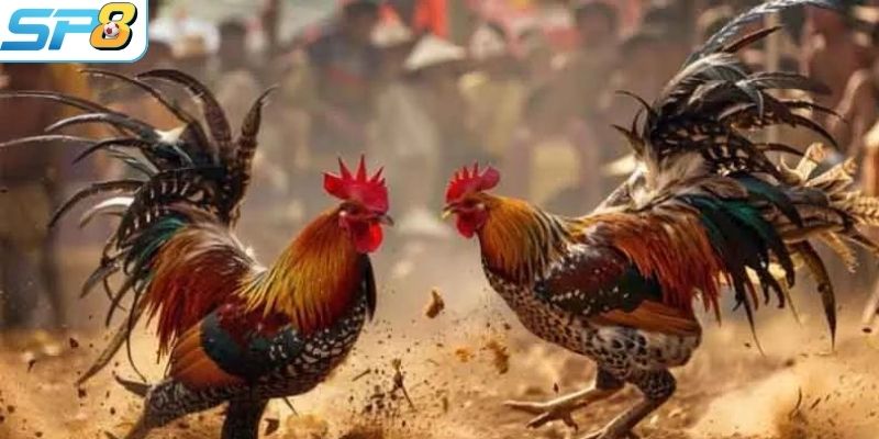 Có nhiều hình thức đá gà hấp dẫn tại SP8BET