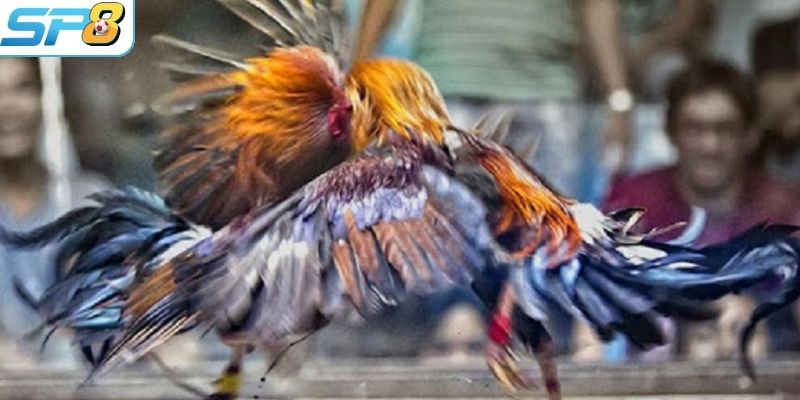 Đá gà SP8BET trực tuyến tạo nên sức hút đối với đông đảo người chơi
