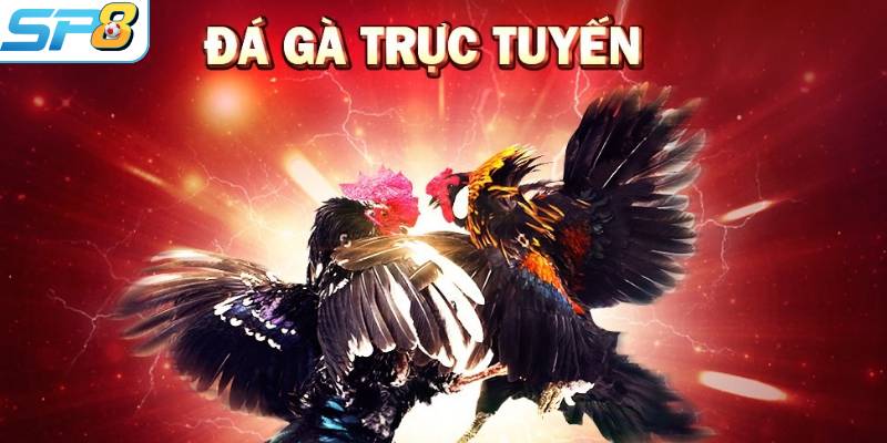 Một số thuật ngữ cơ bản trong đá gà trực tuyến