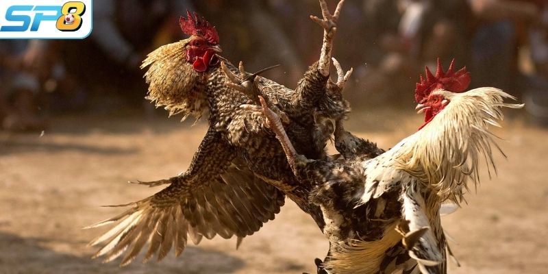 SP8BET mang tới những game đấu đá gà nảy lửa